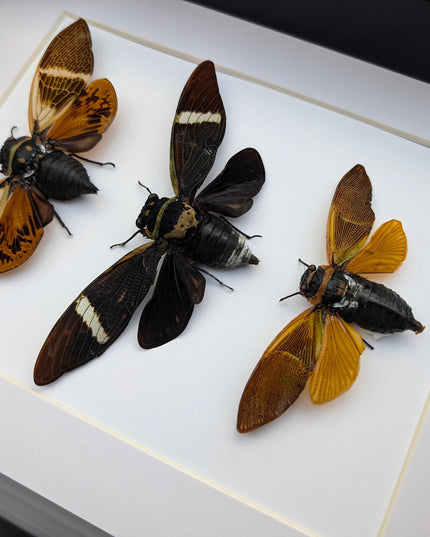 Framed cicada display: angamiana floridula, formotosena montivaga, polyneura ducalis