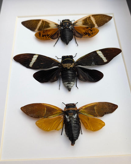 Framed cicada display: angamiana floridula, formotosena montivaga, polyneura ducalis
