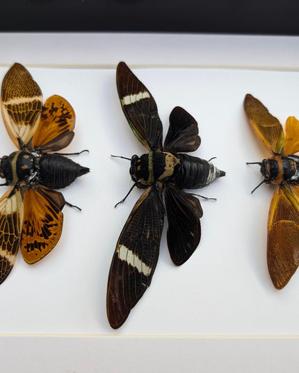 Framed cicada display: angamiana floridula, formotosena montivaga, polyneura ducalis