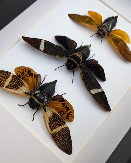 Framed cicada display: angamiana floridula, formotosena montivaga, polyneura ducalis