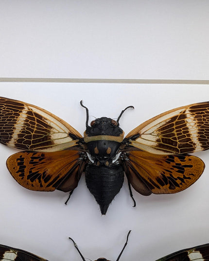 Framed cicada display: angamiana floridula, formotosena montivaga, polyneura ducalis