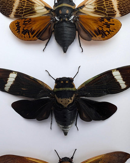 Framed cicada display: angamiana floridula, formotosena montivaga, polyneura ducalis