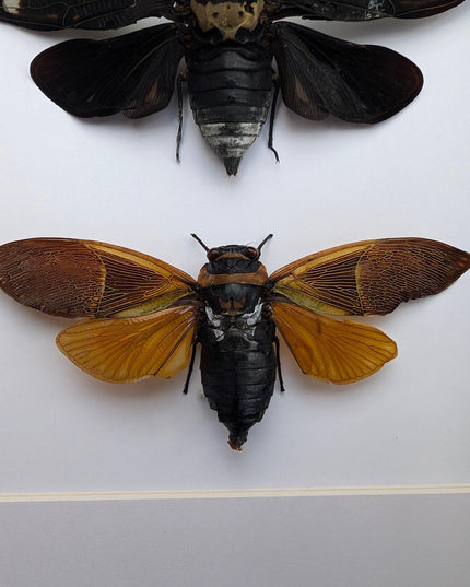 Framed cicada display: angamiana floridula, formotosena montivaga, polyneura ducalis