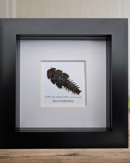 Duliticola platerodrillus, trilobite beetle, from indonesia, frame 4" x 4"