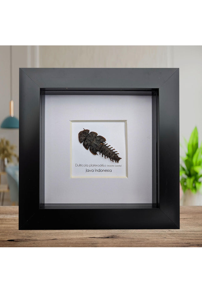 Duliticola platerodrillus, trilobite beetle, from indonesia, frame 4" x 4"