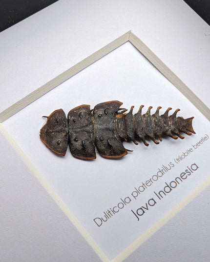 Duliticola platerodrillus, trilobite beetle, from indonesia, frame 4" x 4"