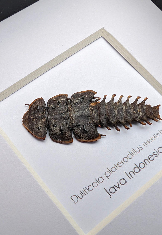 Duliticola platerodrillus, trilobite beetle, from indonesia, frame 4" x 4"