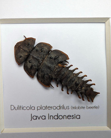 Duliticola platerodrillus, trilobite beetle, from indonesia, frame 4" x 4"