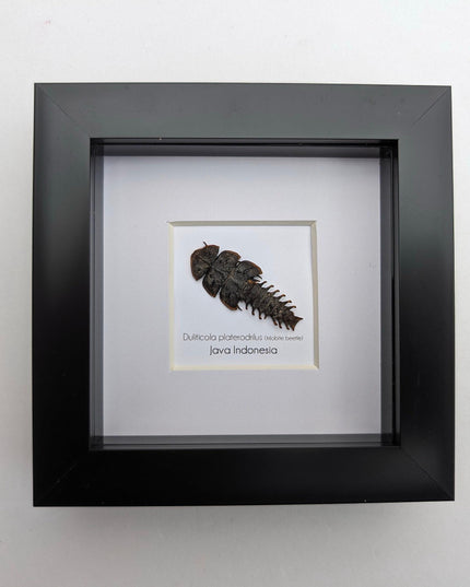 Duliticola platerodrillus, trilobite beetle, from indonesia, frame 4" x 4"