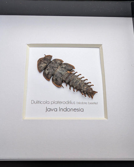 Duliticola platerodrillus, trilobite beetle, from indonesia, frame 4" x 4"