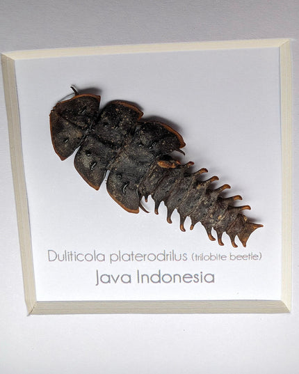 Duliticola platerodrillus, trilobite beetle, from indonesia, frame 4" x 4"