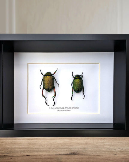 Framed shining leaf chafer beetle pair, taxidermy entomology wall art