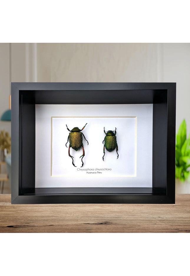 Framed shining leaf chafer beetle pair, taxidermy entomology wall art