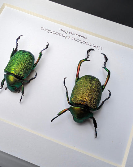 Framed shining leaf chafer beetle pair, taxidermy entomology wall art