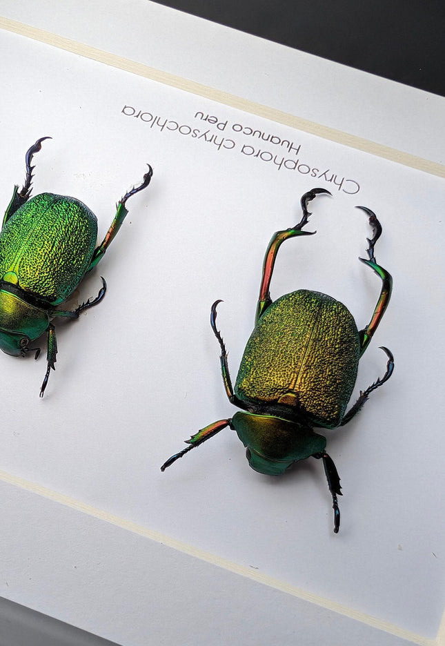 Framed shining leaf chafer beetle pair, taxidermy entomology wall art