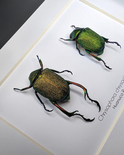 Framed shining leaf chafer beetle pair, taxidermy entomology wall art