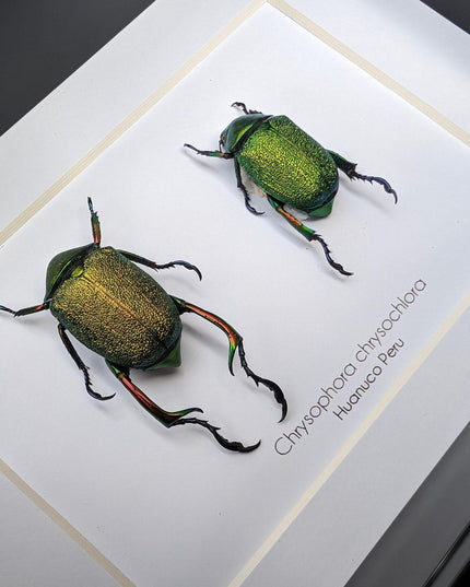 Framed shining leaf chafer beetle pair, taxidermy entomology wall art