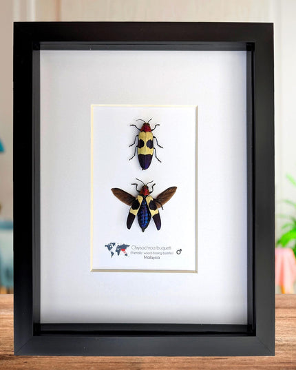 Framed red-headed jewel beetle pair: ethically sourced entomology display (8x10)
