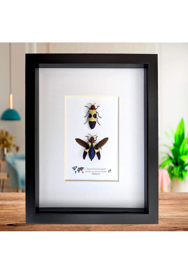 Framed red-headed jewel beetle pair: ethically sourced entomology display (8x10)
