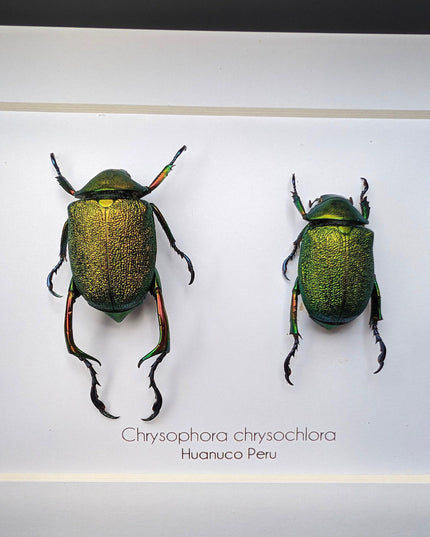 Framed shining leaf chafer beetle pair, taxidermy entomology wall art