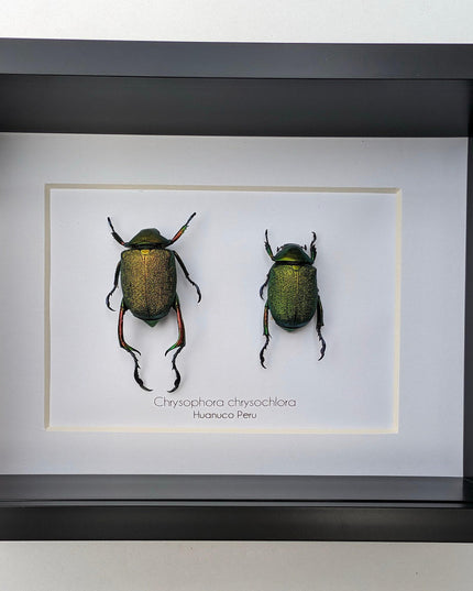 Framed shining leaf chafer beetle pair, taxidermy entomology wall art