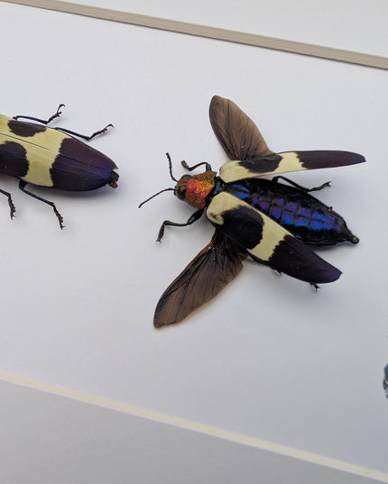Framed red-headed jewel beetle pair: ethically sourced entomology display (8x10)