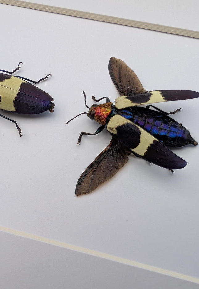 Framed red-headed jewel beetle pair: ethically sourced entomology display (8x10)