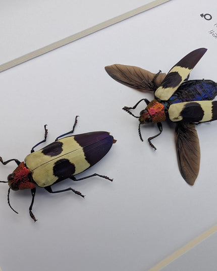 Framed red-headed jewel beetle pair: ethically sourced entomology display (8x10)