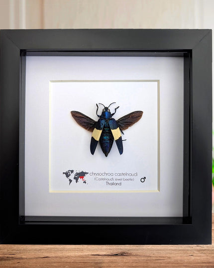 Framed chrysochroa castelnaudi jewel beetle, entomology taxidermy display, 6x6"