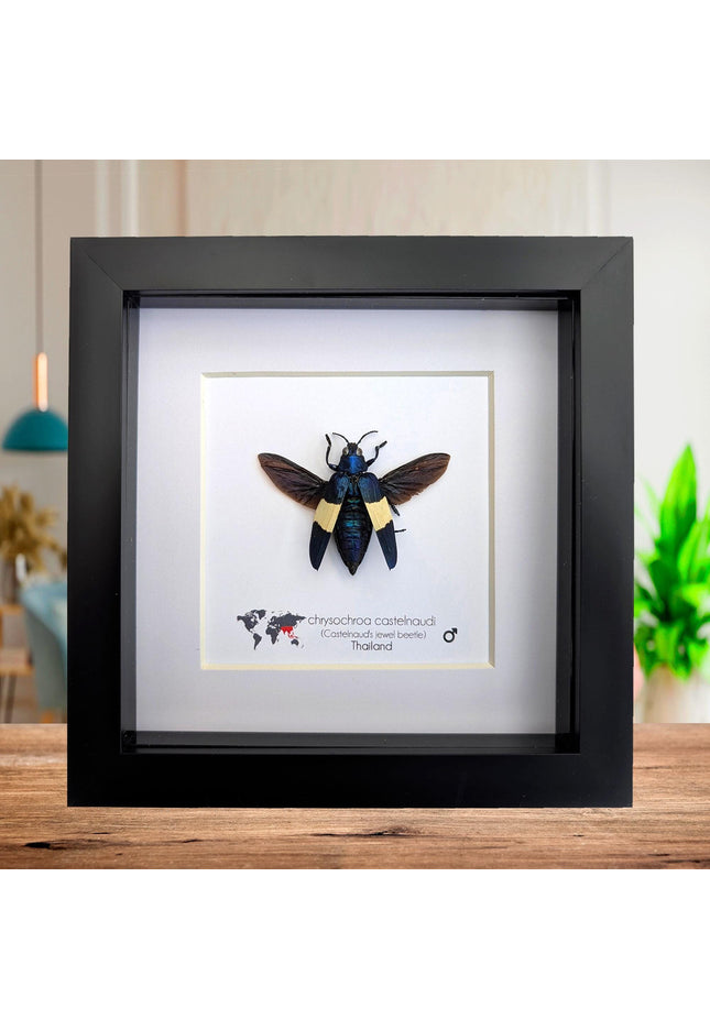 Framed chrysochroa castelnaudi jewel beetle, entomology taxidermy display, 6x6"