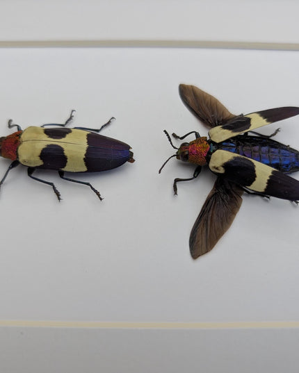 Framed red-headed jewel beetle pair: ethically sourced entomology display (8x10)