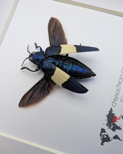 Framed chrysochroa castelnaudi jewel beetle, entomology taxidermy display, 6x6"