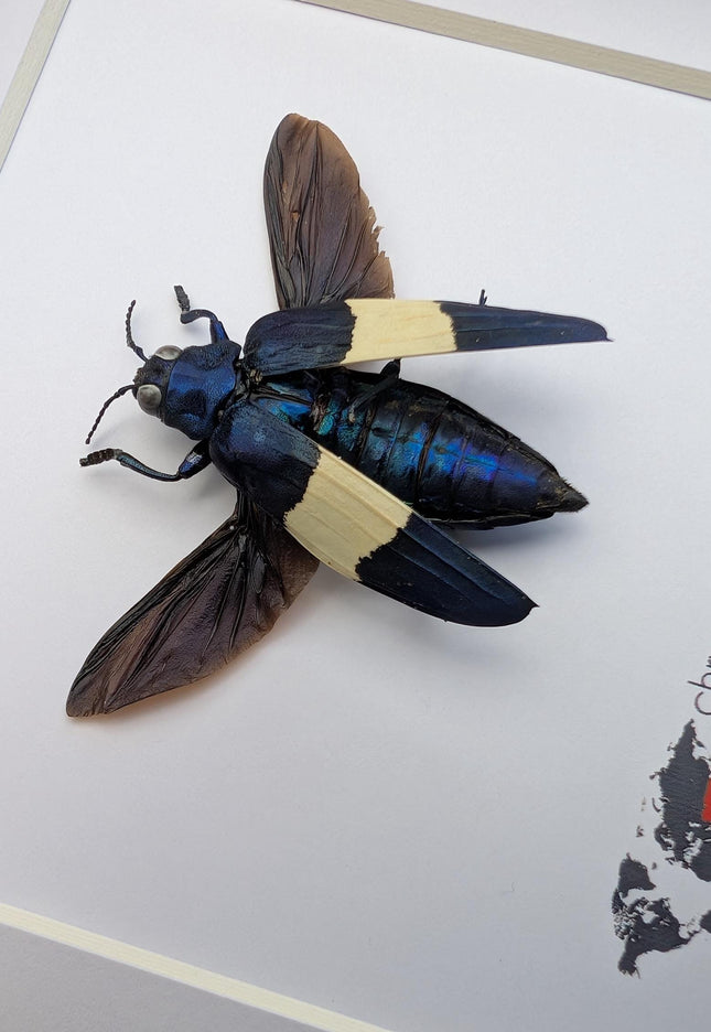 Framed chrysochroa castelnaudi jewel beetle, entomology taxidermy display, 6x6"