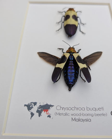 Framed red-headed jewel beetle pair: ethically sourced entomology display (8x10)