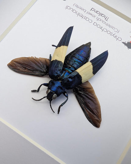 Framed chrysochroa castelnaudi jewel beetle, entomology taxidermy display, 6x6"