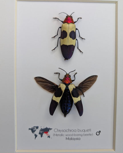 Framed red-headed jewel beetle pair: ethically sourced entomology display (8x10)