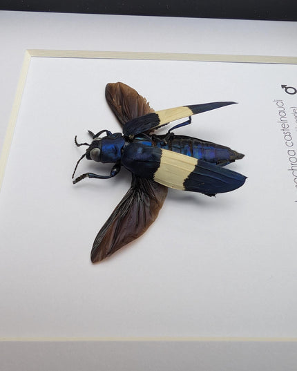 Framed chrysochroa castelnaudi jewel beetle, entomology taxidermy display, 6x6"
