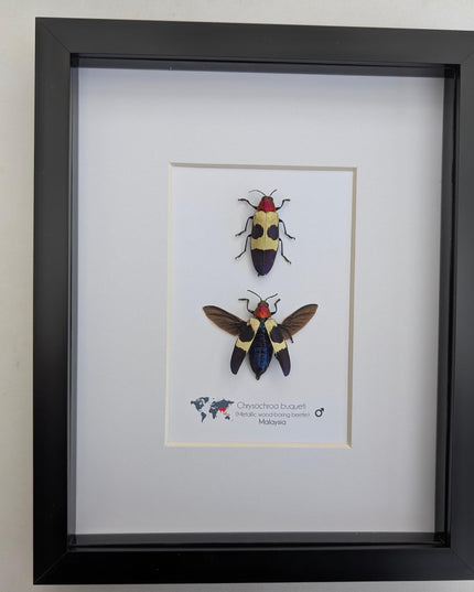 Framed red-headed jewel beetle pair: ethically sourced entomology display (8x10)