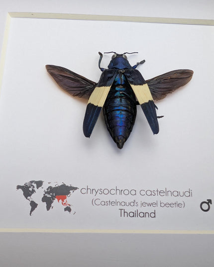Framed chrysochroa castelnaudi jewel beetle, entomology taxidermy display, 6x6"