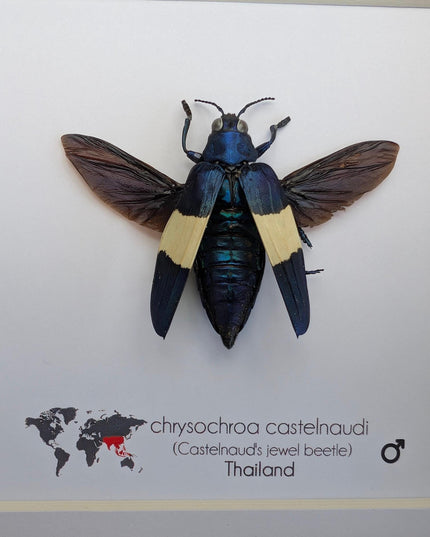 Framed chrysochroa castelnaudi jewel beetle, entomology taxidermy display, 6x6"