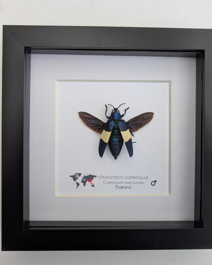 Framed chrysochroa castelnaudi jewel beetle, entomology taxidermy display, 6x6"