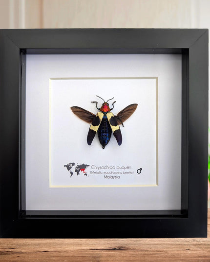 Framed Chrysochroa buqueti Beetle, Ethically Sourced Entomology Display, 6"x6"