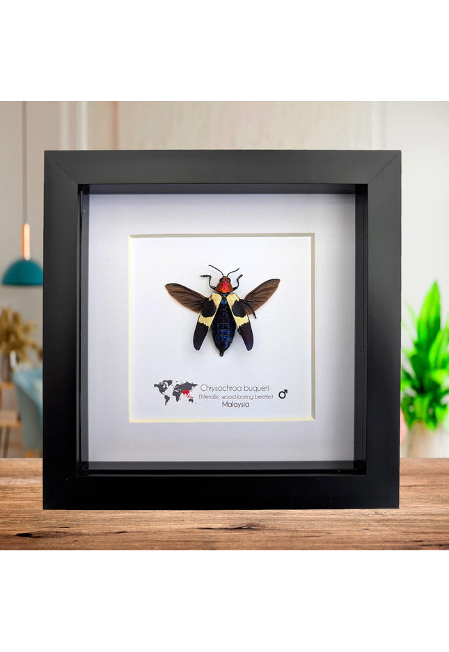 Framed Chrysochroa buqueti Beetle, Ethically Sourced Entomology Display, 6"x6"