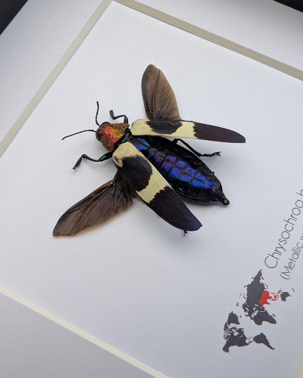 Framed Chrysochroa buqueti Beetle, Ethically Sourced Entomology Display, 6"x6"