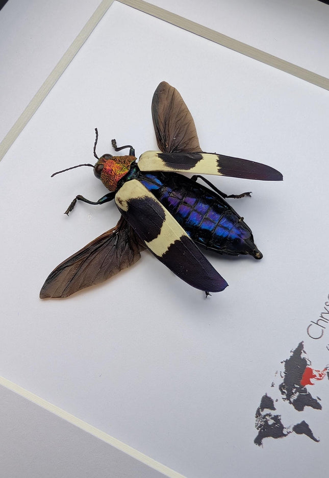 Framed Chrysochroa buqueti Beetle, Ethically Sourced Entomology Display, 6"x6"