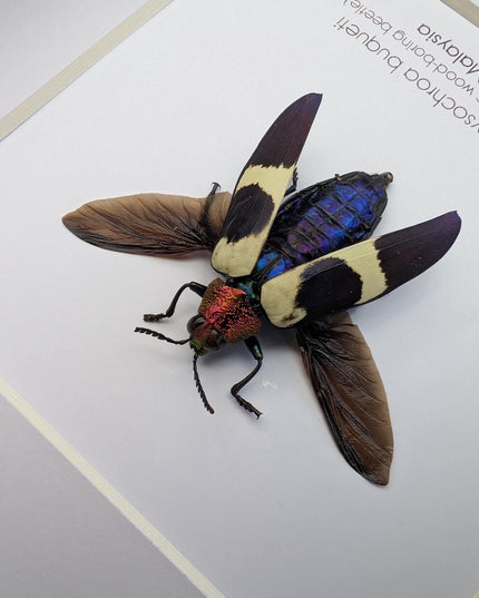 Framed Chrysochroa buqueti Beetle, Ethically Sourced Entomology Display, 6"x6"