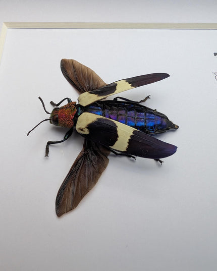 Framed Chrysochroa buqueti Beetle, Ethically Sourced Entomology Display, 6"x6"
