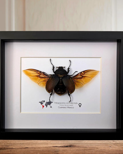 Framed western elephant beetle, entomology display, rare taxidermy (10x8)