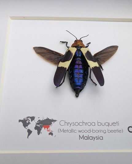 Framed Chrysochroa buqueti Beetle, Ethically Sourced Entomology Display, 6"x6"