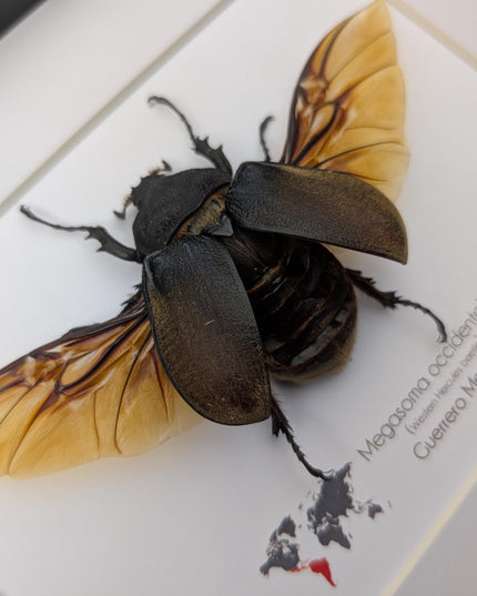Framed western elephant beetle, entomology display, rare taxidermy (10x8)